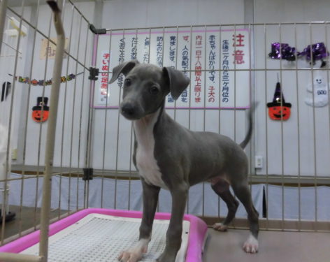 イタリアングレーハウンド つぶらな目 愛知県一宮市でブリーダー直売の子犬を飼うなら 子いぬの足あと