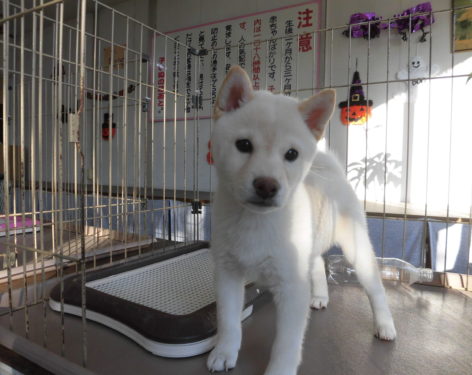 柴犬 白の女の子がいます 愛知県一宮市でブリーダー直売の子犬を飼うなら 子いぬの足あと