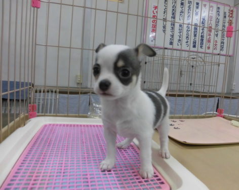 チワワ むっちゃ可愛いですよ 愛知県一宮市でブリーダー直売の子犬を飼うなら 子いぬの足あと