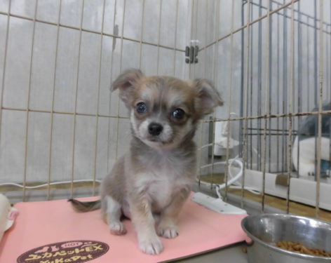 ロングチワワ おめめクリクリで可愛い 愛知県一宮市でブリーダー直売の子犬を飼うなら 子いぬの足あと