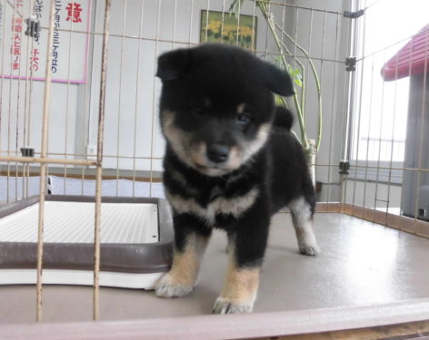 柴犬 両親豆柴認定犬 コロコロで可愛い 愛知県一宮市でブリーダー直売の子犬を飼うなら 子いぬの足あと