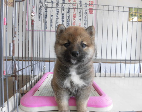 柴犬 女の子らしい可愛い顔 愛知県一宮市でブリーダー直売の子犬を飼うなら 子いぬの足あと
