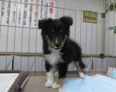 シェットランドシープドッグ 久しぶりの入店 頭の良い犬種ですよ 愛知県一宮市でブリーダー直売の子犬を飼うなら 子いぬの足あと