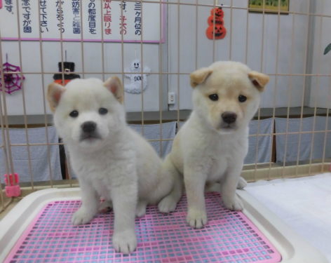 柴犬 優しい色で可愛い 柴犬を買うなら今です 愛知県一宮市でブリーダー直売の子犬を飼うなら 子いぬの足あと
