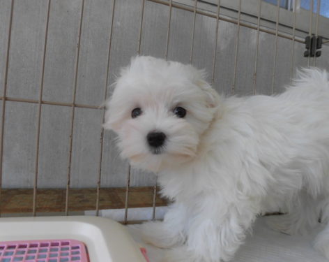 マルチーズ 写真より可愛い です 大値下げ 愛知県一宮市でブリーダー直売の子犬を飼うなら 子いぬの足あと