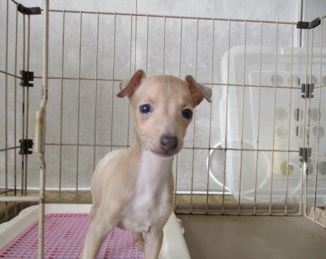 イタリアングレーハウンド 優しい色でたれ目ちゃん 愛知県一宮市でブリーダー直売の子犬を飼うなら 子いぬの足あと