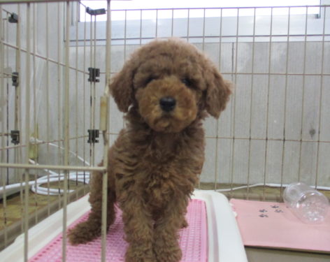 トイプードル 甘えん坊で可愛い 愛知県一宮市でブリーダー直売の子犬を飼うなら 子いぬの足あと