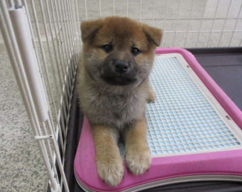 柴犬 たぬき顔で可愛い 口まわりの黒いのはなくなっていきます 愛知県一宮市でブリーダー直売の子犬を飼うなら 子いぬの足あと