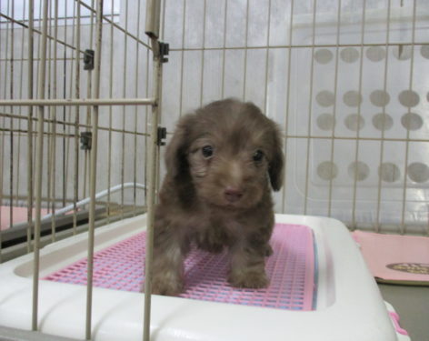 ミックス 父カニンヘンダックス母トイプードル 小さくて可愛い 愛知県一宮市でブリーダー直売の子犬を飼うなら 子いぬの足あと