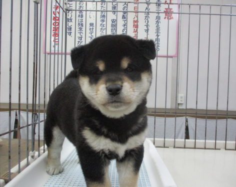 柴犬 やばいぐらいコロコロで たまらぬ可愛さ 愛知県一宮市でブリーダー直売の子犬を飼うなら 子いぬの足あと