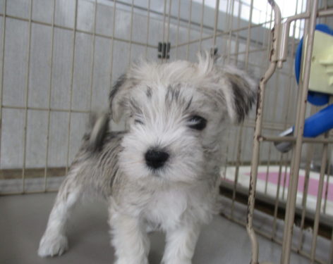 ミックス 父マルチーズ母ｍシュナウザー むっちゃ可愛い 愛知県一宮市でブリーダー直売の子犬を飼うなら 子いぬの足あと