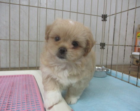 ミックス 父トイプードル母ペキニーズ ぶさかわ 愛知県一宮市でブリーダー直売の子犬を飼うなら 子いぬの足あと