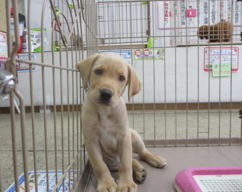 ラブラドール たれ目ちゃんで可愛い 残り1匹です 愛知県一宮市でブリーダー直売の子犬を飼うなら 子いぬの足あと