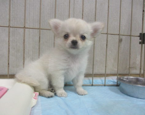 ロングチワワ 優しい色で可愛い 愛知県一宮市でブリーダー直売の子犬を飼うなら 子いぬの足あと