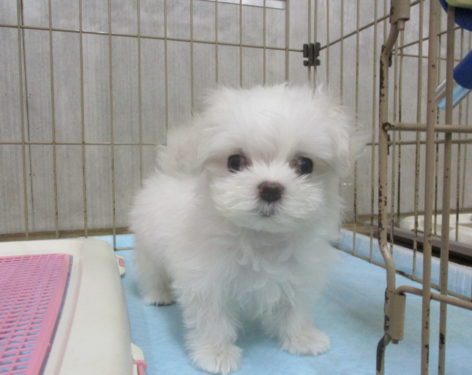 マルチーズ 小ぶりで可愛い 愛知県一宮市でブリーダー直売の子犬を飼うなら 子いぬの足あと