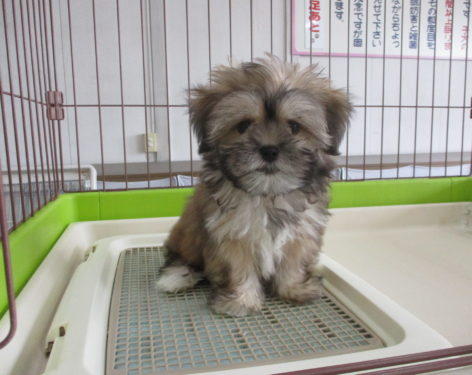 ミックス 父シーズー母マルチーズ 愛知県一宮市でブリーダー直売の子犬を飼うなら 子いぬの足あと