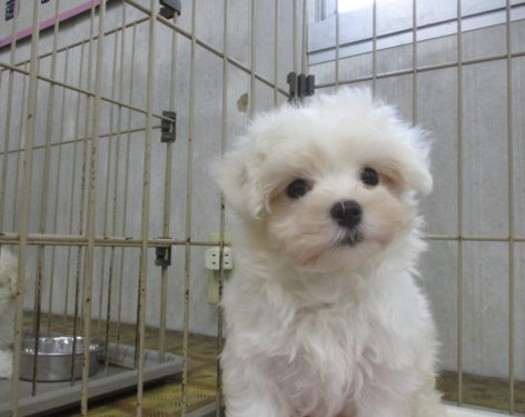 マルチーズ 父犬チャンピオン犬です 愛知県一宮市でブリーダー直売の子犬を飼うなら 子いぬの足あと