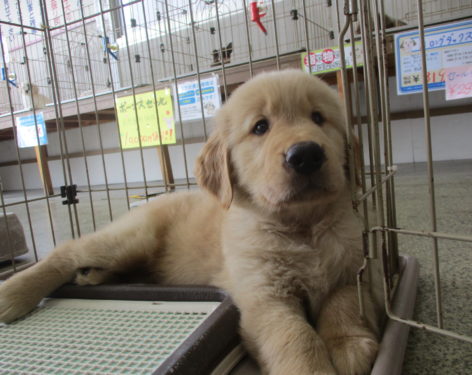 ゴールデンレトリバー モフモフで可愛い 愛知県一宮市でブリーダー直売の子犬を飼うなら 子いぬの足あと
