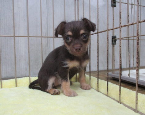 ミックス 父チワワ母シュナウザー レアな組み合わせで可愛い 愛知県一宮市でブリーダー直売の子犬を飼うなら 子いぬの足あと