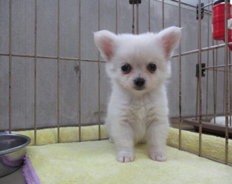 ミックス 父チワワ母ポメラニアン 愛知県一宮市でブリーダー直売の子犬を飼うなら 子いぬの足あと