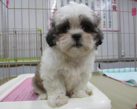 ミックス 父マルチーズ母シーズー 愛知県一宮市でブリーダー直売の子犬を飼うなら 子いぬの足あと