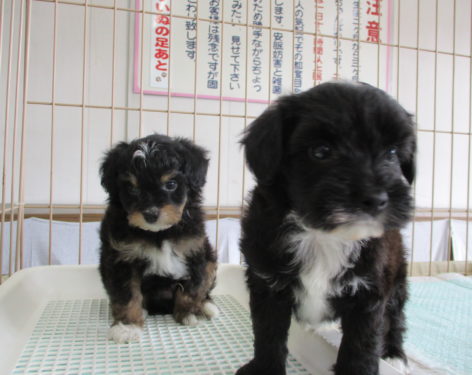 ミックス 父プードル母パピヨン 愛知県一宮市でブリーダー直売の子犬を飼うなら 子いぬの足あと