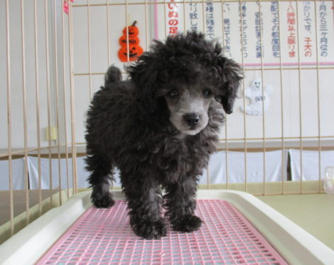 トイプードル お洒落な色 シルバー色に変わっていきます むっちゃ可愛い 愛知県一宮市でブリーダー直売の子犬を飼うなら 子いぬの足あと