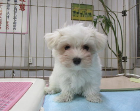 マルチーズ 優しい顔で可愛い 愛知県一宮市でブリーダー直売の子犬を飼うなら 子いぬの足あと マルチーズ 優しい顔で可愛い 愛知県一宮市でブリーダー直売の子犬を飼うなら 子いぬの足あと