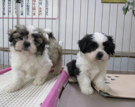 ミックス 父犬マルチーズ母犬シーズーまん丸で可愛い 抜け毛が少ない同士の組み合わせ 愛知県一宮市でブリーダー直売の子犬を飼うなら 子いぬ の足あと