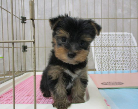 ヨークシャテリア 足短くて可愛い 愛知県一宮市でブリーダー直売の子犬を飼うなら 子いぬの足あと