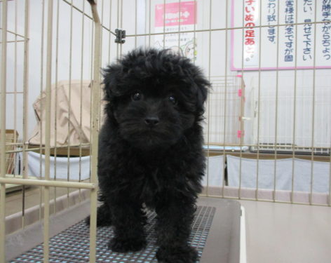 ミックス 父ポメラニアン母プードル キラキラおめめで可愛い 愛知県一宮市でブリーダー直売の子犬を飼うなら 子いぬの足あと