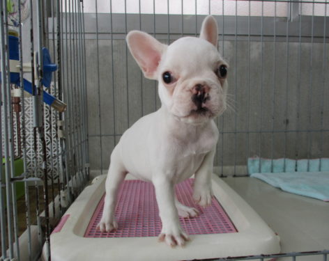 フレンチブルドッグ ぶさかわちゃん 愛知県一宮市でブリーダー直売の子犬を飼うなら 子いぬの足あと