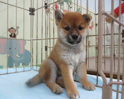 愛知県一宮市でブリーダー直売の子犬を飼うなら 子いぬの足あと