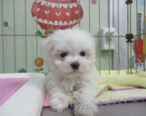 マルチーズ 元気いっぱいで可愛い 愛知県一宮市でブリーダー直売の子犬を飼うなら 子いぬの足あと